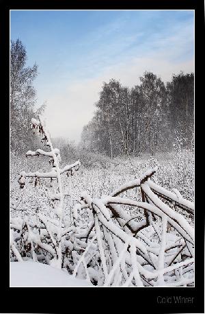 зима, winter  , www.basik.ru