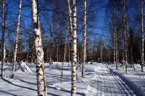 Зима в Латвию придет в декабре Pribalt.info